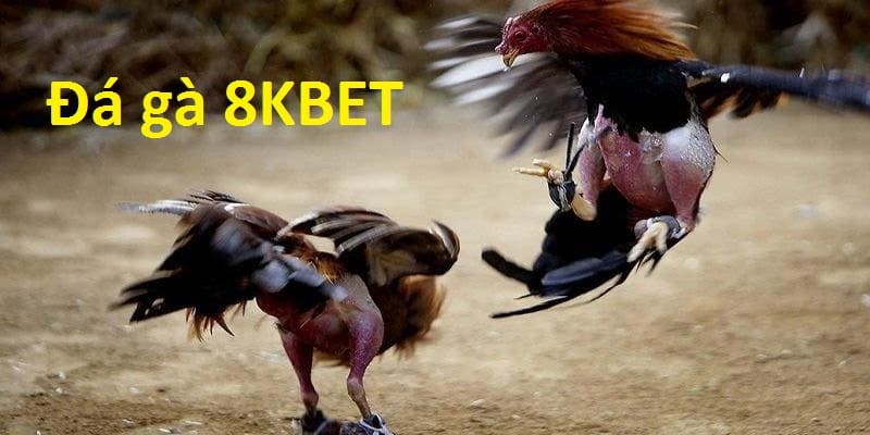 Tổng quan về sân chơi đá gà online 8KBET